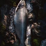 Форель Горная потрошеная с головой охлажденная, ~2-3кг